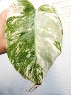 Monstera Albo Variegated Mid Cut US Grown -Cheap Plantly Store 20220514 182227