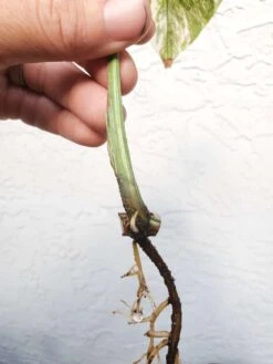 Monstera Albo Variegated Mid Cut US Grown -Cheap Plantly Store 20220514 182232