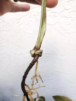 Monstera Albo Variegated Mid Cut US Grown -Cheap Plantly Store 20220514 182240