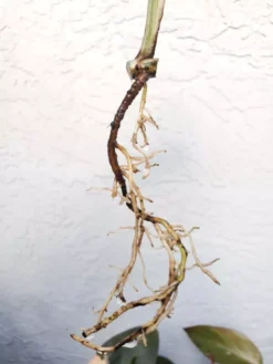 Monstera Albo Variegated Mid Cut US Grown -Cheap Plantly Store 20220514 182244