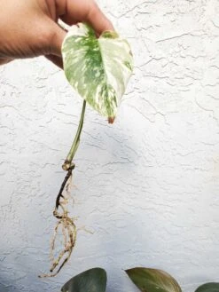 Monstera Albo Variegated Mid Cut US Grown -Cheap Plantly Store 20220514 182300