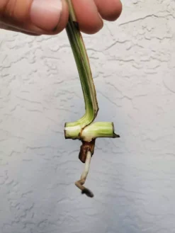 Monstera Albo Variegated Mid Cut US Grown -Cheap Plantly Store 20220514 182402