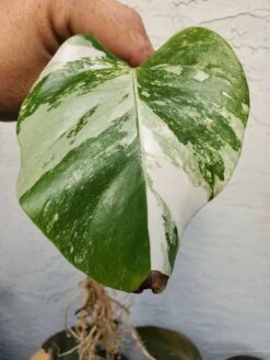 Monstera Albo Variegated Mid Cut US Grown -Cheap Plantly Store 20220514 182452