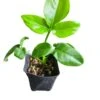 Philodendron Goeldii -Cheap Plantly Store 20220520 214553 0000