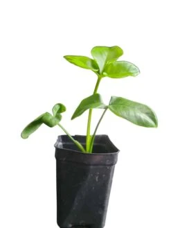 Philodendron Goeldii -Cheap Plantly Store 20220520 214708 0000