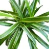 Chlorophytum Comosum Vittatum 'Variegated Spider Plant' 2 Chlorophytum Comosum Vittatum 'Variegated Spider Plant' -Cheap Plantly Store 20220529 235545 0000