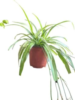 Chlorophytum Comosum Vittatum 'Variegated Spider Plant' -Cheap Plantly Store 20220529 235843 0000
