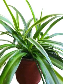 Chlorophytum Comosum Vittatum 'Variegated Spider Plant' -Cheap Plantly Store 20220530 000049 0000