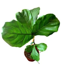 Fiddle Leaf Fig -Cheap Plantly Store 20220608 174114 0000