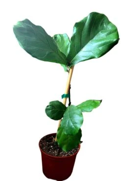 Fiddle Leaf Fig -Cheap Plantly Store 20220608 174431 0000 1