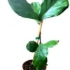 Fiddle Leaf Fig -Cheap Plantly Store 20220608 174431 0000