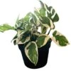 Pearl And Jade Pothos -Cheap Plantly Store 20220614 045401 0000