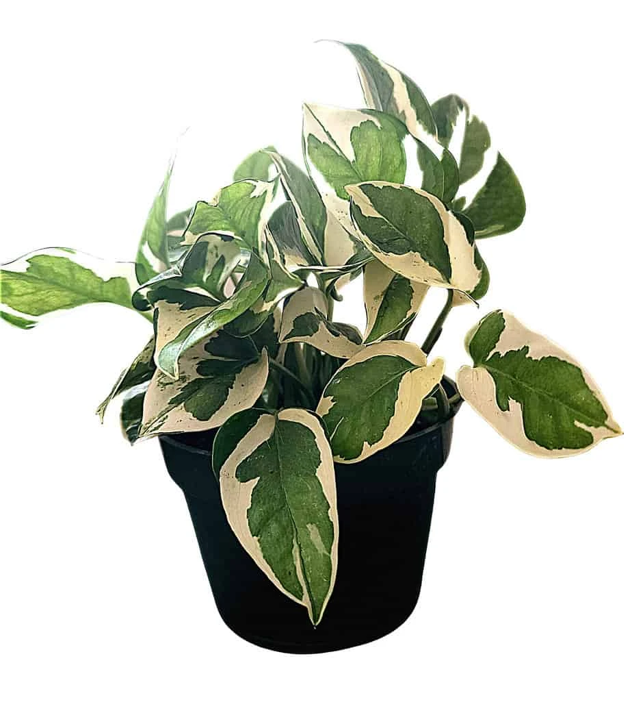 Pearl And Jade Pothos 3 Pearl And Jade Pothos