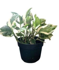 Pearl And Jade Pothos 9 Pearl And Jade Pothos -Cheap Plantly Store 20220614 045541 0000