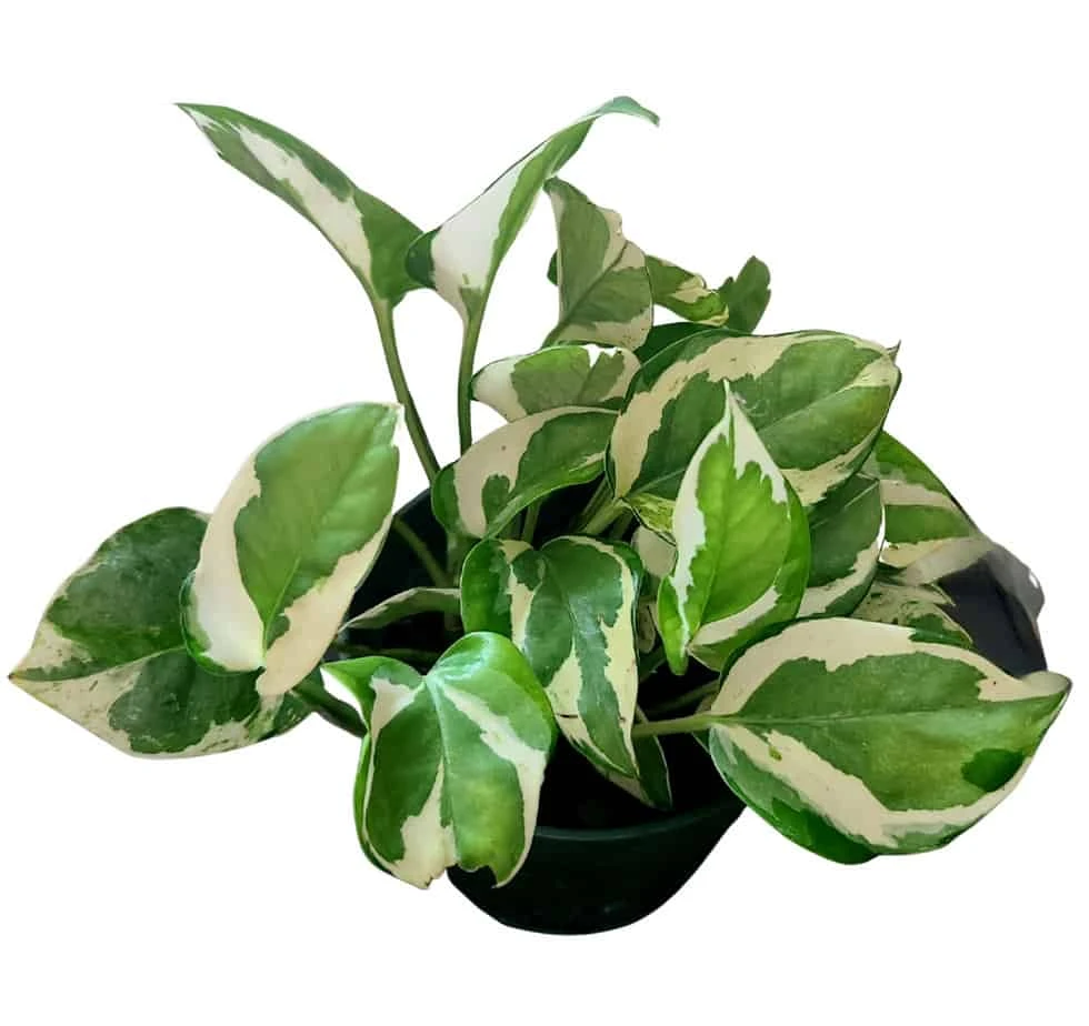 Pearl And Jade Pothos 5 Pearl And Jade Pothos - Image 3