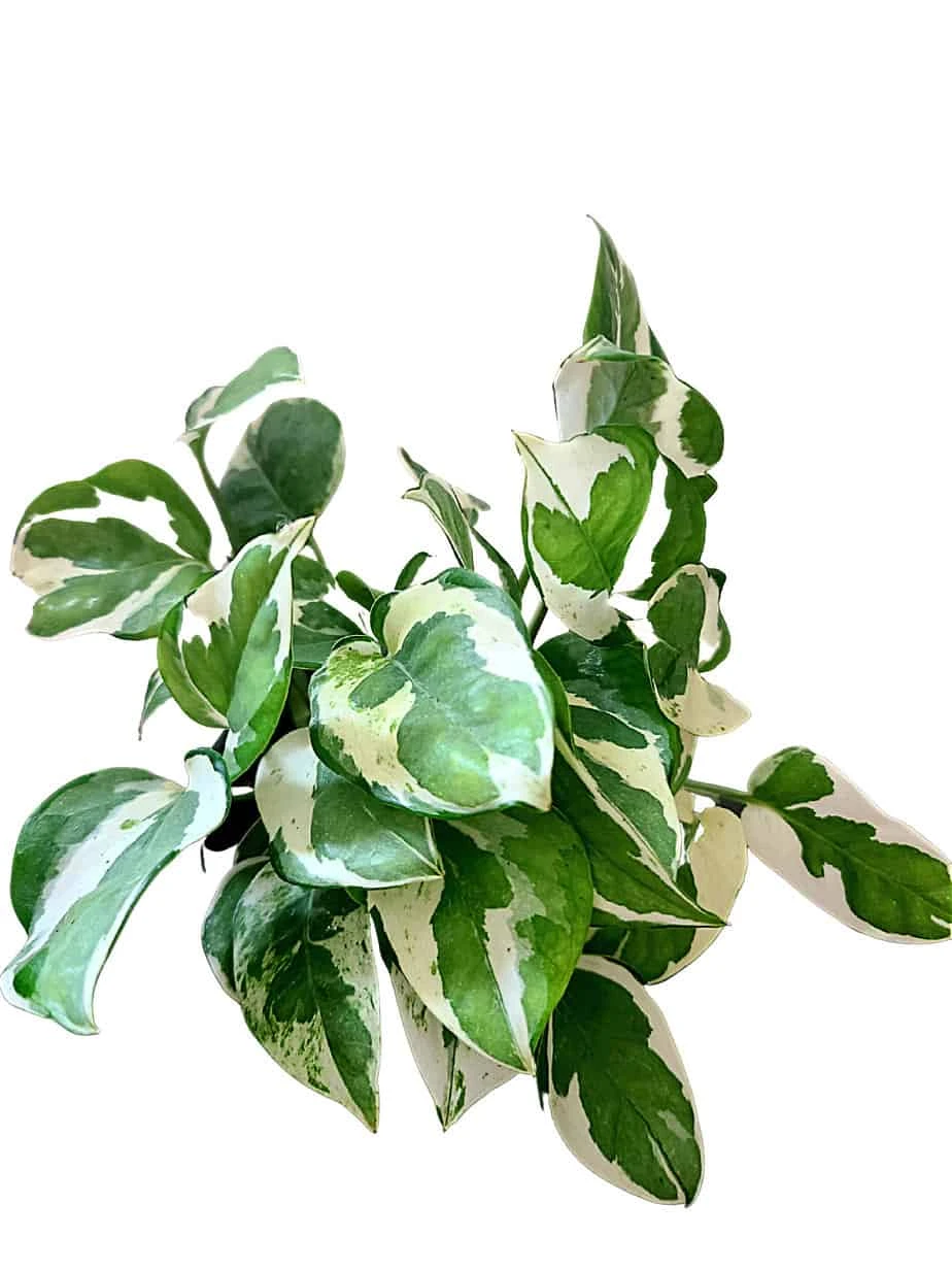 Pearl And Jade Pothos 4 Pearl And Jade Pothos - Image 2