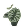 Alocasia Silver Dragon 1 Alocasia Silver Dragon -Cheap Plantly Store 20220619 215137 0000