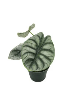 Alocasia Silver Dragon
