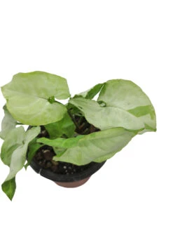 Syngonium Moonshine -Cheap Plantly Store 20220620 194535 0000