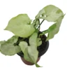Syngonium Moonshine 2 Syngonium Moonshine -Cheap Plantly Store 20220620 194652 0000