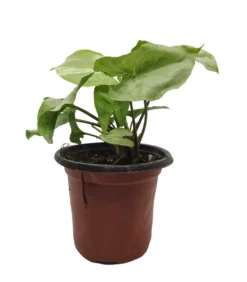 Syngonium Moonshine -Cheap Plantly Store 20220620 194906 0000