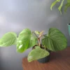 Fuzzy Petiole Philodendron -Cheap Plantly Store 20221015 094723 rotated 1