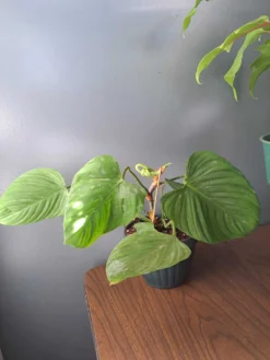 Fuzzy Petiole Philodendron