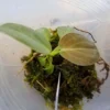 Melanochrysum Philodendron -Cheap Plantly Store 20221022 114529 rotated 1