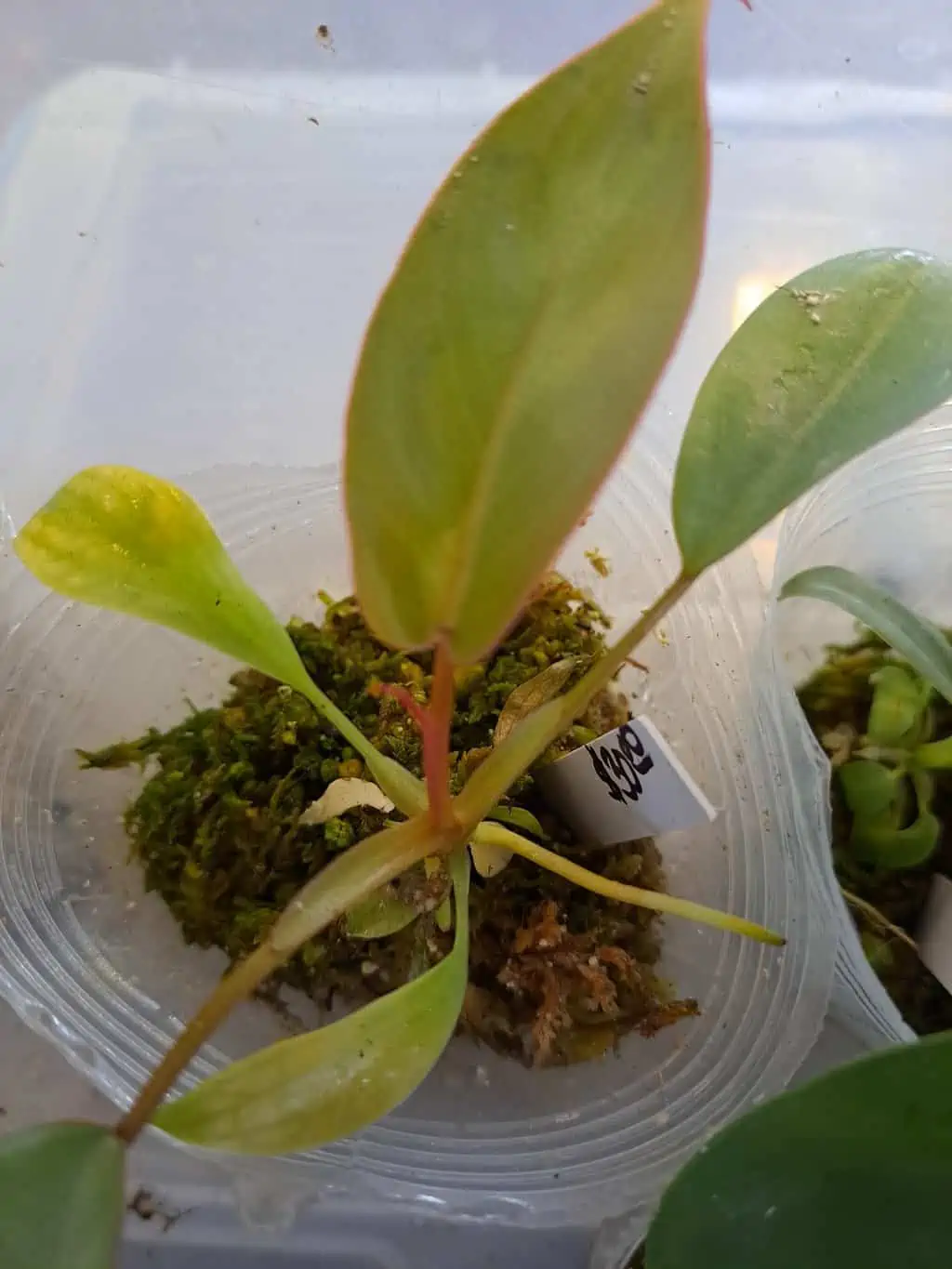 Atabapoense Philodendron 3 Atabapoense Philodendron