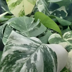 Monstera Albo Variegated, Top Cuttings, Growers Choice 9 Monstera Albo Variegated, Top Cuttings, Growers Choice -Cheap Plantly Store 20221022 172508