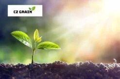 Sycamore Tree Seedlings For Planting 1-2 Feet Tall Live Tree Plan 7 Sycamore Tree Seedlings For Planting 1-2 Feet Tall Live Tree Plan -Cheap Plantly Store 20221022 181329 2