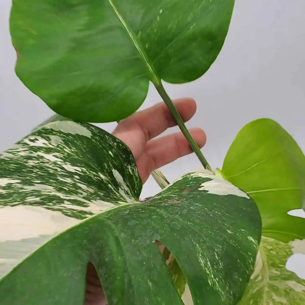 Monstera Albo Variegated, Top Cuttings, Growers Choice 5 Monstera Albo Variegated, Top Cuttings, Growers Choice - Image 3