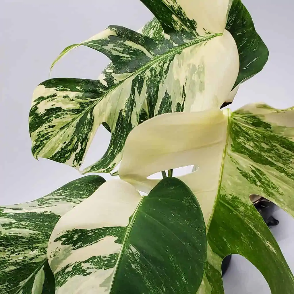 Monstera Albo Variegated, Top Cuttings, Growers Choice 6 Monstera Albo Variegated, Top Cuttings, Growers Choice - Image 4