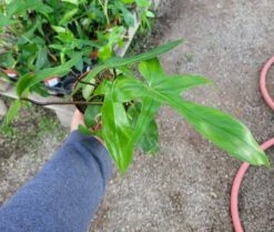 Philodendron Florida Green -Cheap Plantly Store 20221129 124617 resized