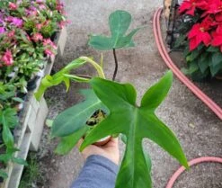 Philodendron Florida Green