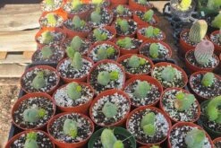 Penis Cactus | Trichocereus Bridgesii Monstrose| Rare Cactus -Cheap Plantly Store 20221212 121352 rotated 1