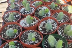 Penis Cactus | Trichocereus Bridgesii Monstrose| Rare Cactus -Cheap Plantly Store 20221212 121421 rotated 2