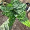 Monstera Peru -Cheap Plantly Store 20221212 123704 rotated 1
