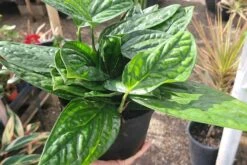 Monstera Peru -Cheap Plantly Store 20221212 123708 rotated 1