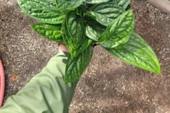 Monstera Peru -Cheap Plantly Store 20221212 123718 rotated 1