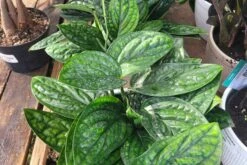 Monstera Peru -Cheap Plantly Store 20221212 123739 rotated 1