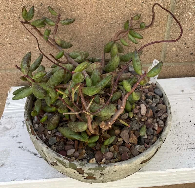 Succulent- Adromischus Filicaulis Ssp. Filicaulis 3 Succulent- Adromischus Filicaulis Ssp. Filicaulis