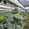Alocasia Maharani -Cheap Plantly Store 20230224 110705 rotated 1