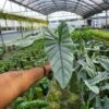 ALOCASIA COROZON (Growers Choice ) -Cheap Plantly Store 20230224 110732 rotated 1