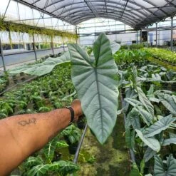 ALOCASIA COROZON (Growers Choice ) -Cheap Plantly Store 20230224 110732 rotated 2