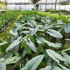 ALOCASIA COROZON (Growers Choice ) -Cheap Plantly Store 20230224 110737 rotated 1
