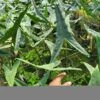 Alocasia Tigrina (Growers Choice) 2 Alocasia Tigrina (Growers Choice) -Cheap Plantly Store 20230224 110825 1 rotated 1