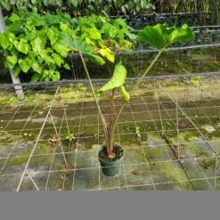 ALOCASIA STINGRAY (GROWERS CHOICE) -Cheap Plantly Store 20230224 111014 1 rotated 1