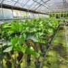 ALOCASIA STINGRAY (GROWERS CHOICE) -Cheap Plantly Store 20230224 111023 1 rotated 1