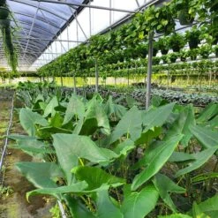 ALOCASIA ZEBRINA (GROWERS CHOICE) -Cheap Plantly Store 20230224 111145 rotated 2